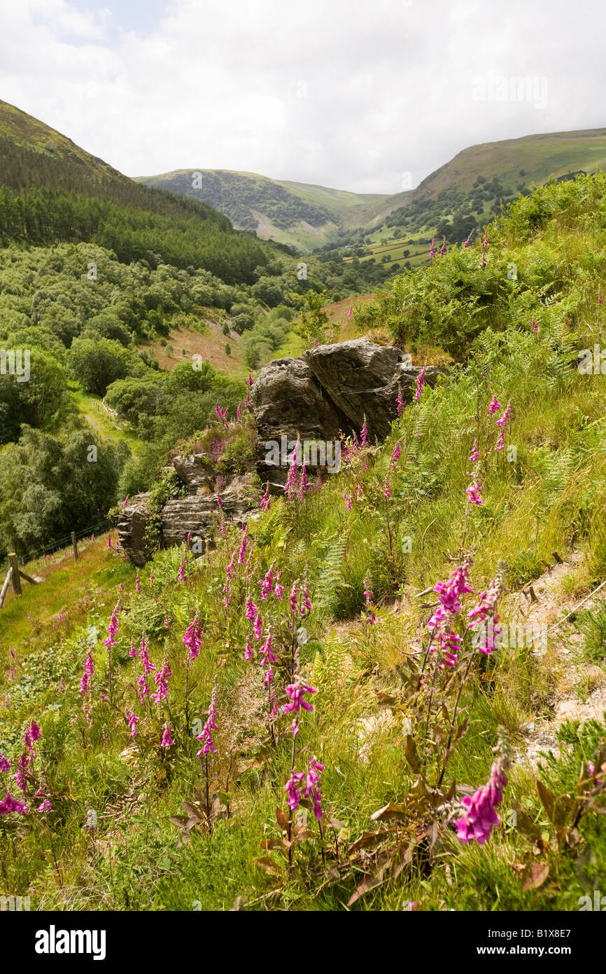 UK Wales Powys Rhayader Gilfach Nature Reserve River Wye Valley Stock Photo