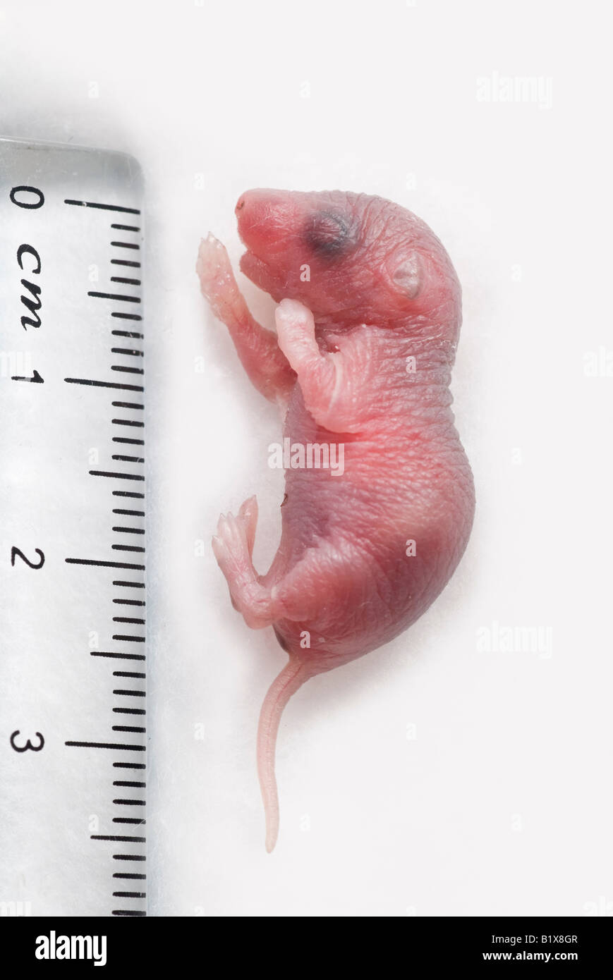 Baby mouse Stock Photo Alamy