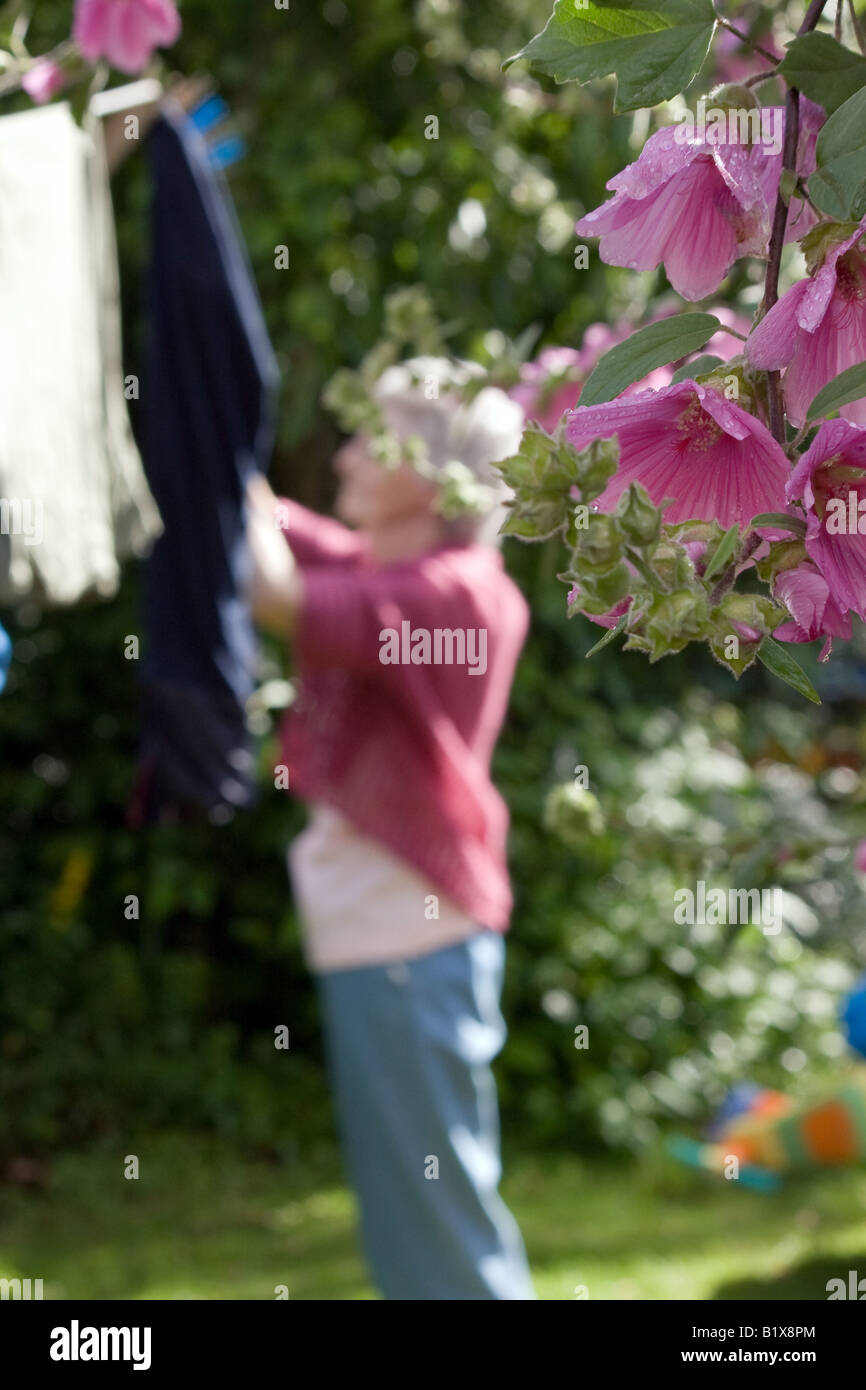 Pink lavatera flowers with an old lady hanging out washing Stock Photo