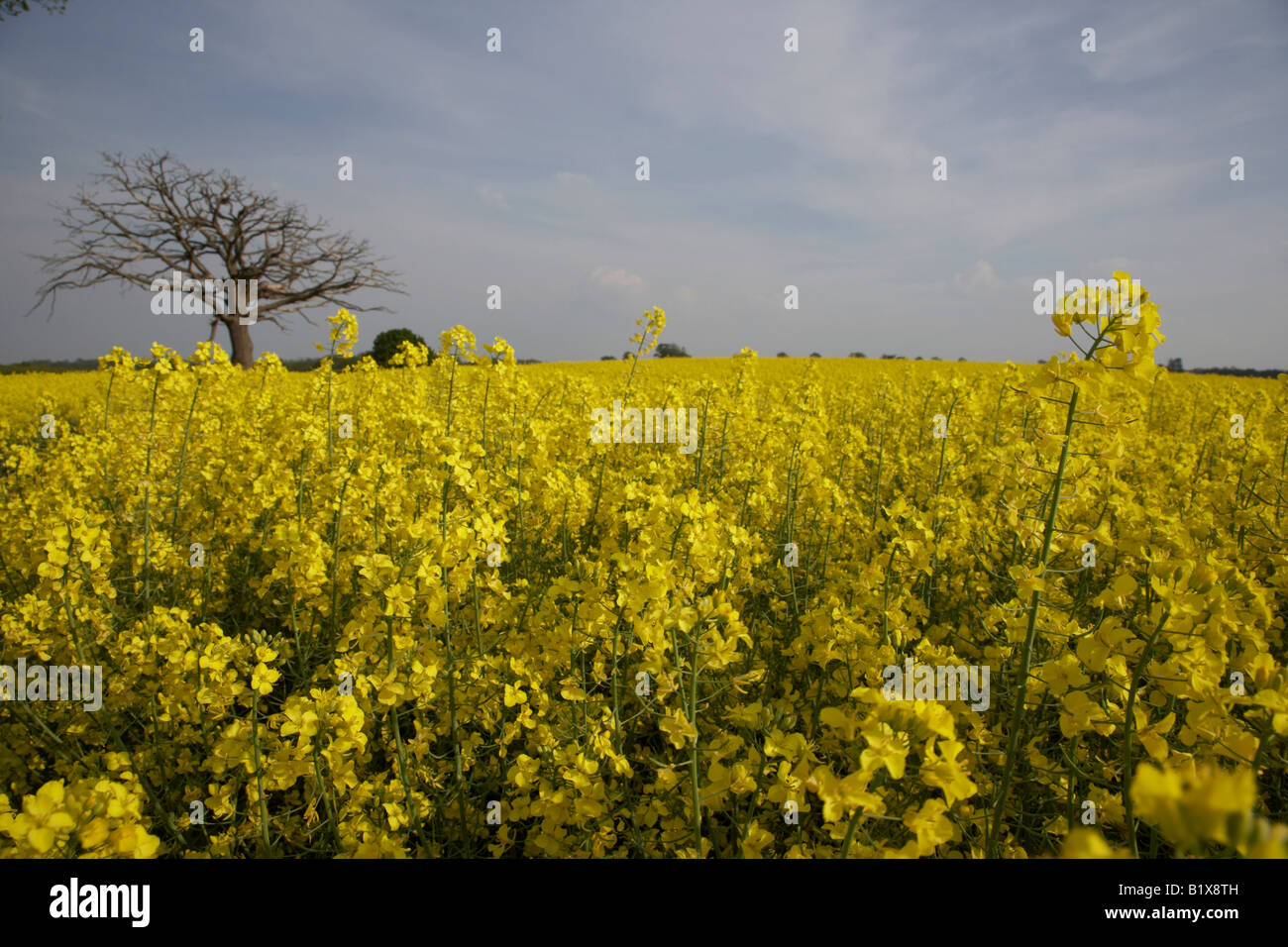 field of oil seed rape Stock Photo - Alamy