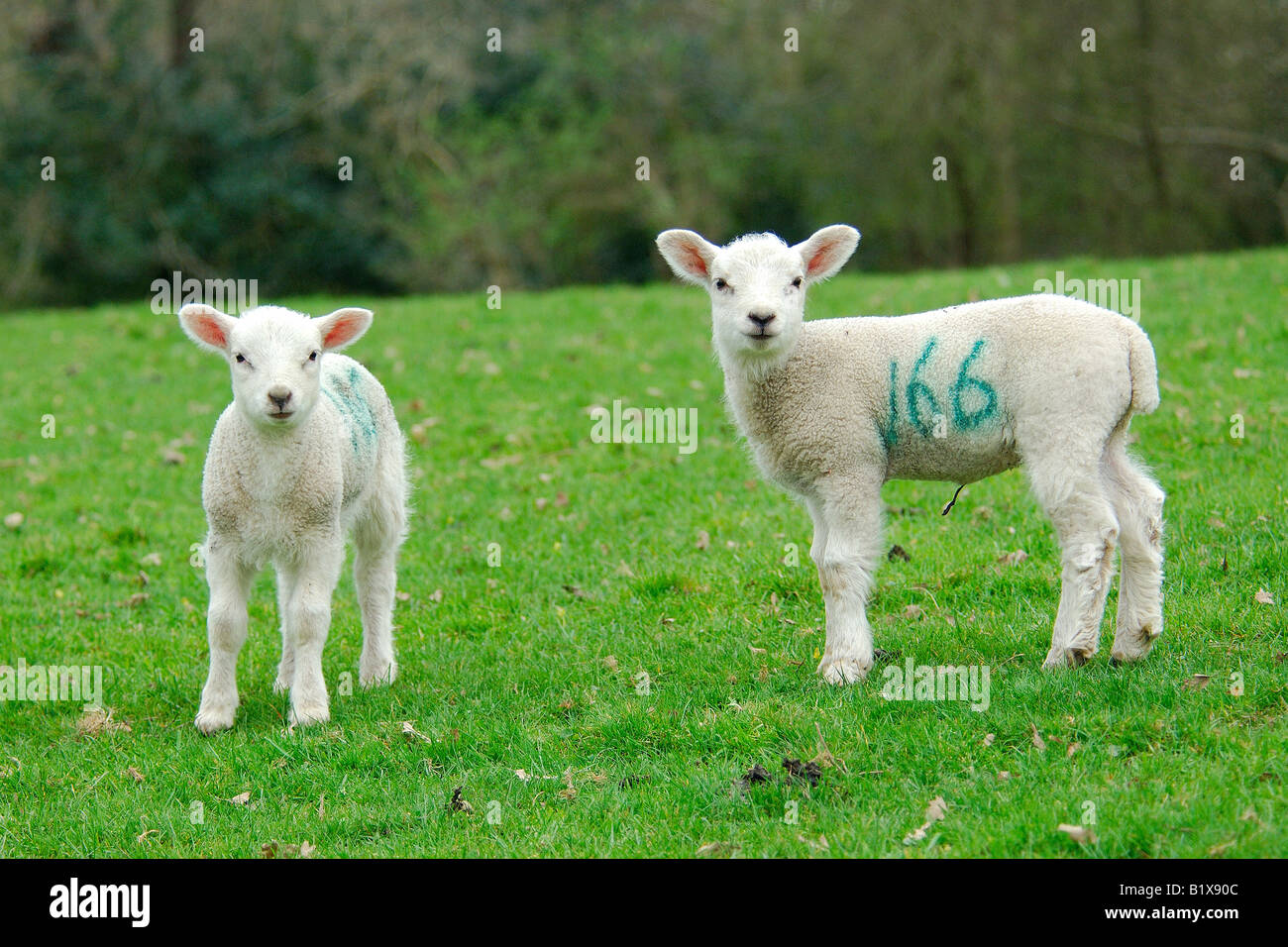 Two young baby lambs standing in a field Stock Photo - Alamy