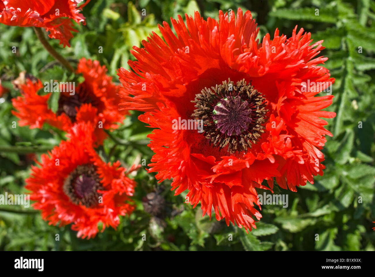 Close up of papaver orientale Turkenlouis flowering in June Stock Photo