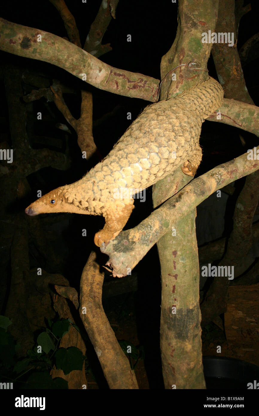 Tree Pangolin Climbing