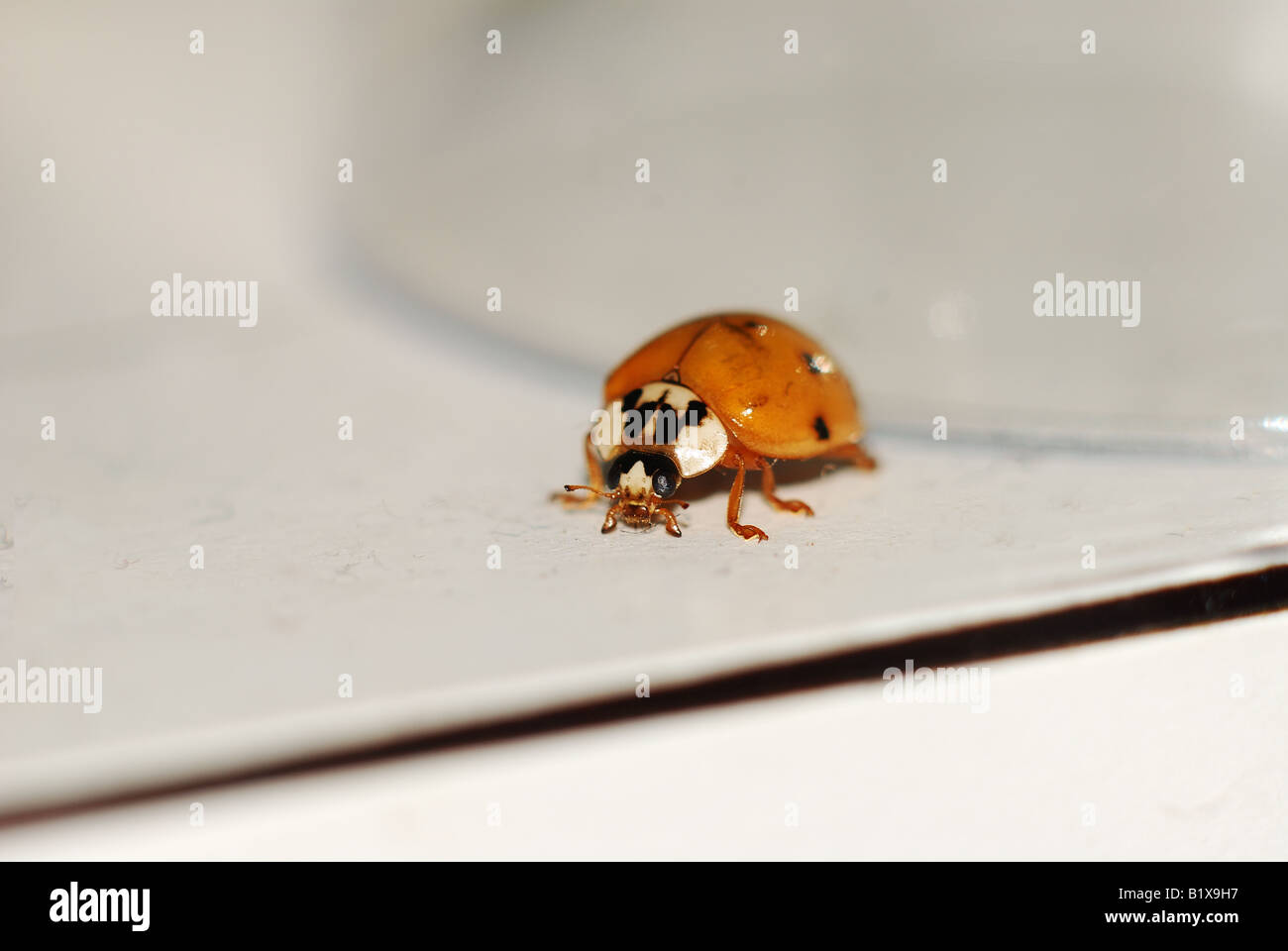 Coccinellidae Stock Photo