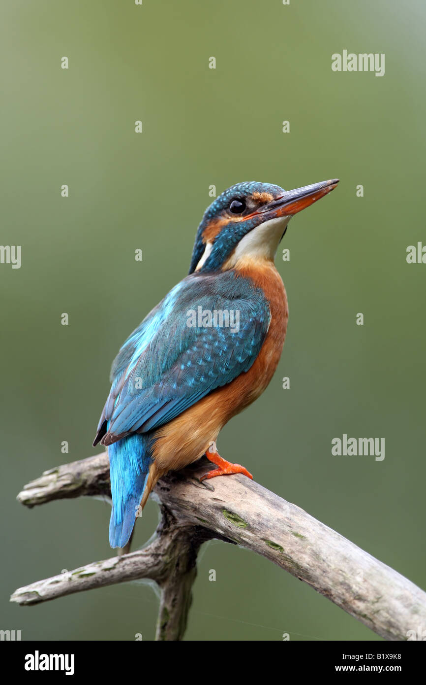 Kingfisher (Alcedo atthis) by the River Dove, Derbyshire Stock Photo