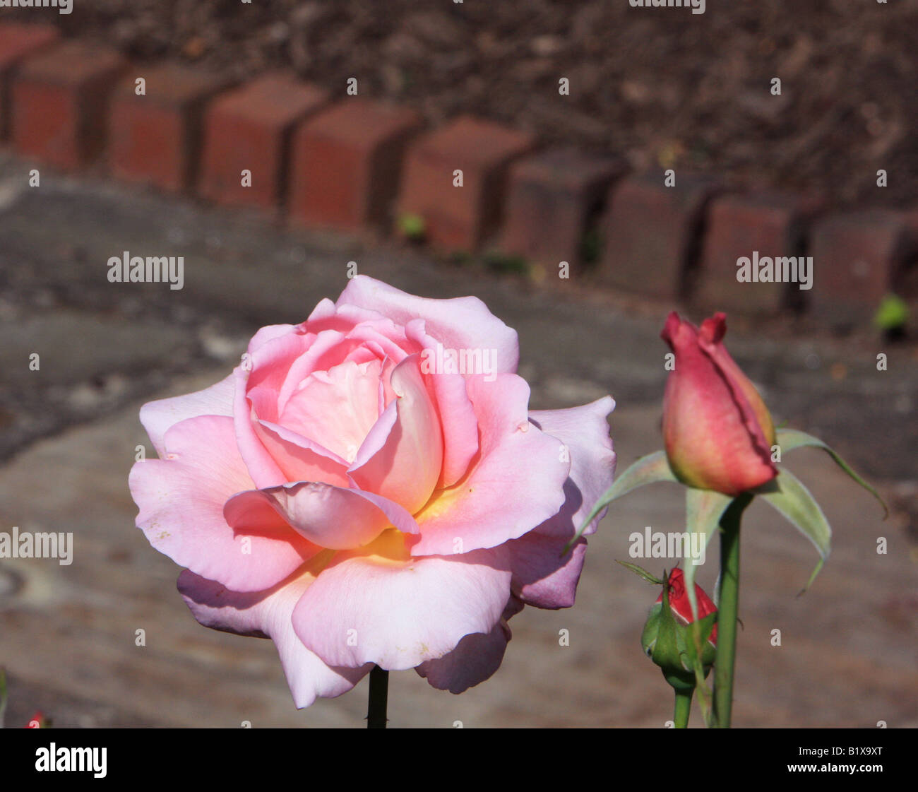 A Tiffany Hybrid Tea rose Stock Photo Alamy