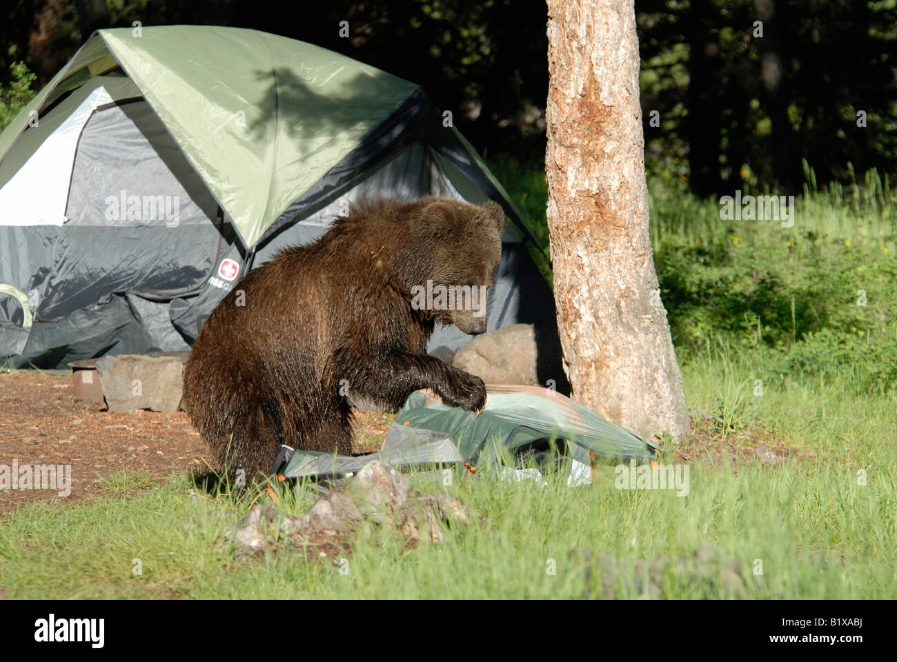 Stock photo of a grizzly bear destroying a tent in a campground in