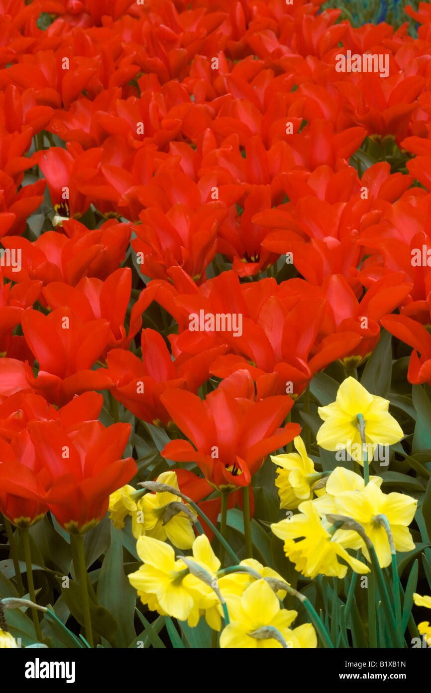 Red tulips and yellow daffodils are on display in spring park ''de ...