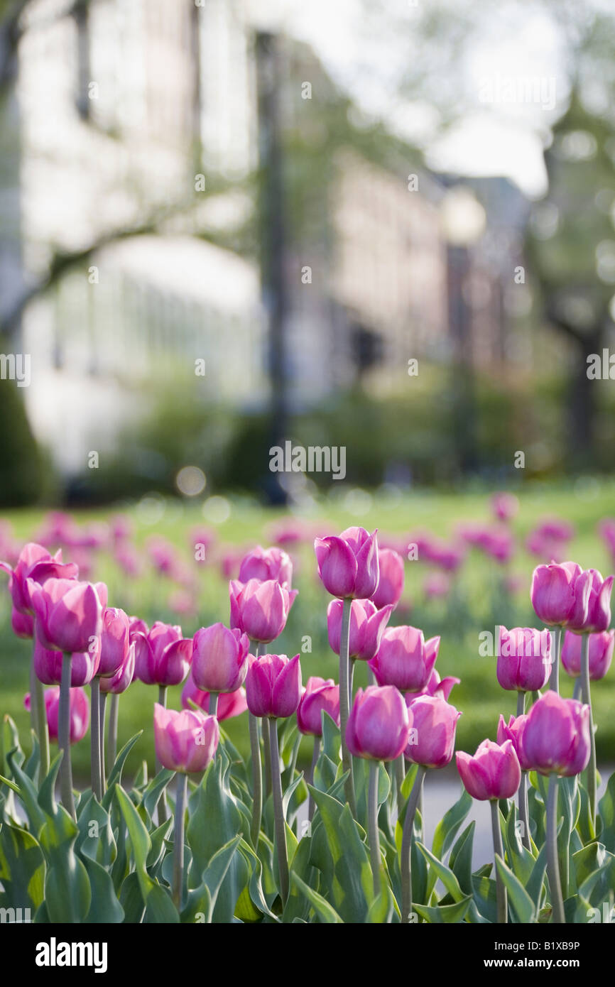 Close-up of tulip flowers in a garden Stock Photo - Alamy