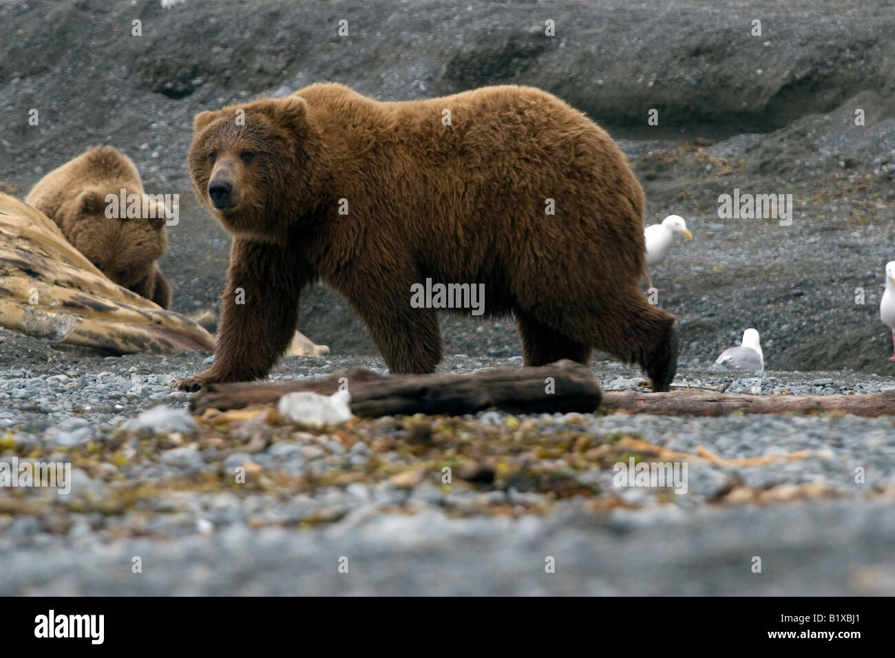 Coastal brown bear walking by the photographer on its way to a washed up whale carcass in Katmai National Park & Preserve, Alaska Stock Photo
