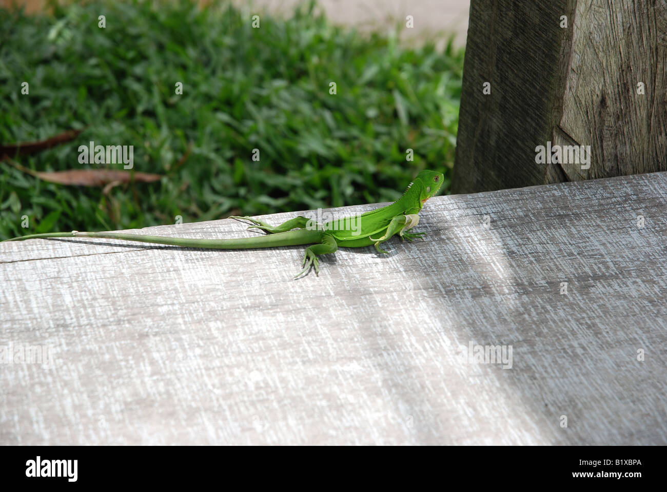 green tropical lizard which is sloughing off Stock Photo