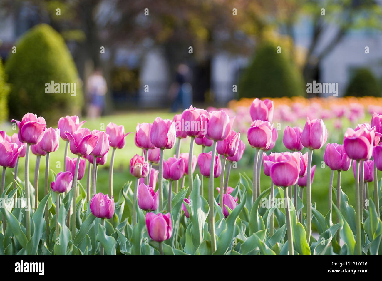 Close-up of tulip flowers in a garden Stock Photo - Alamy