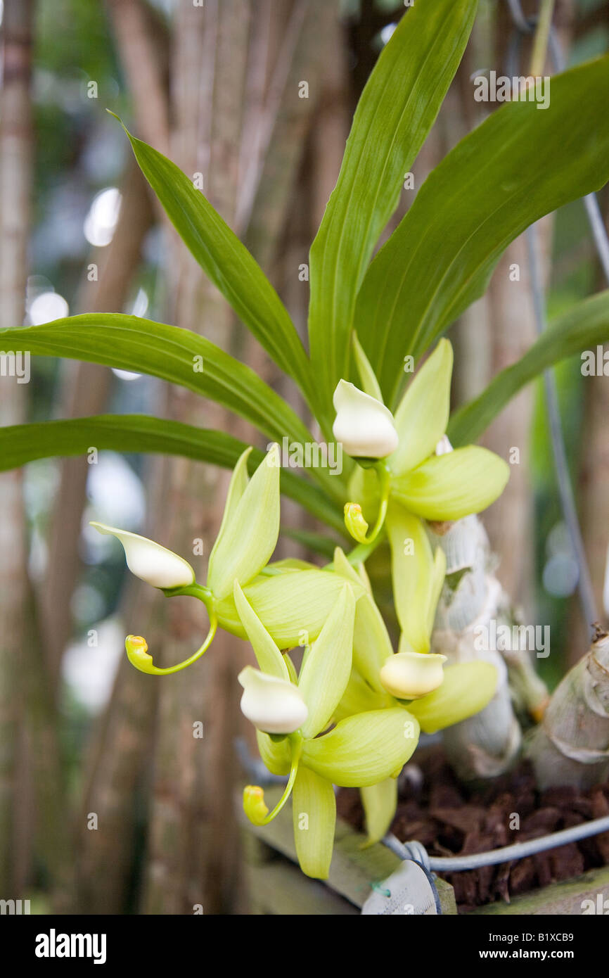 Orchid Cycnoches ventricosium Stock Photo