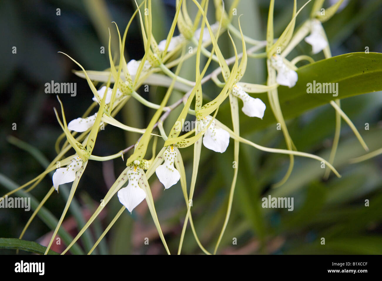 Orchid Brassia Verucosa Stock Photo