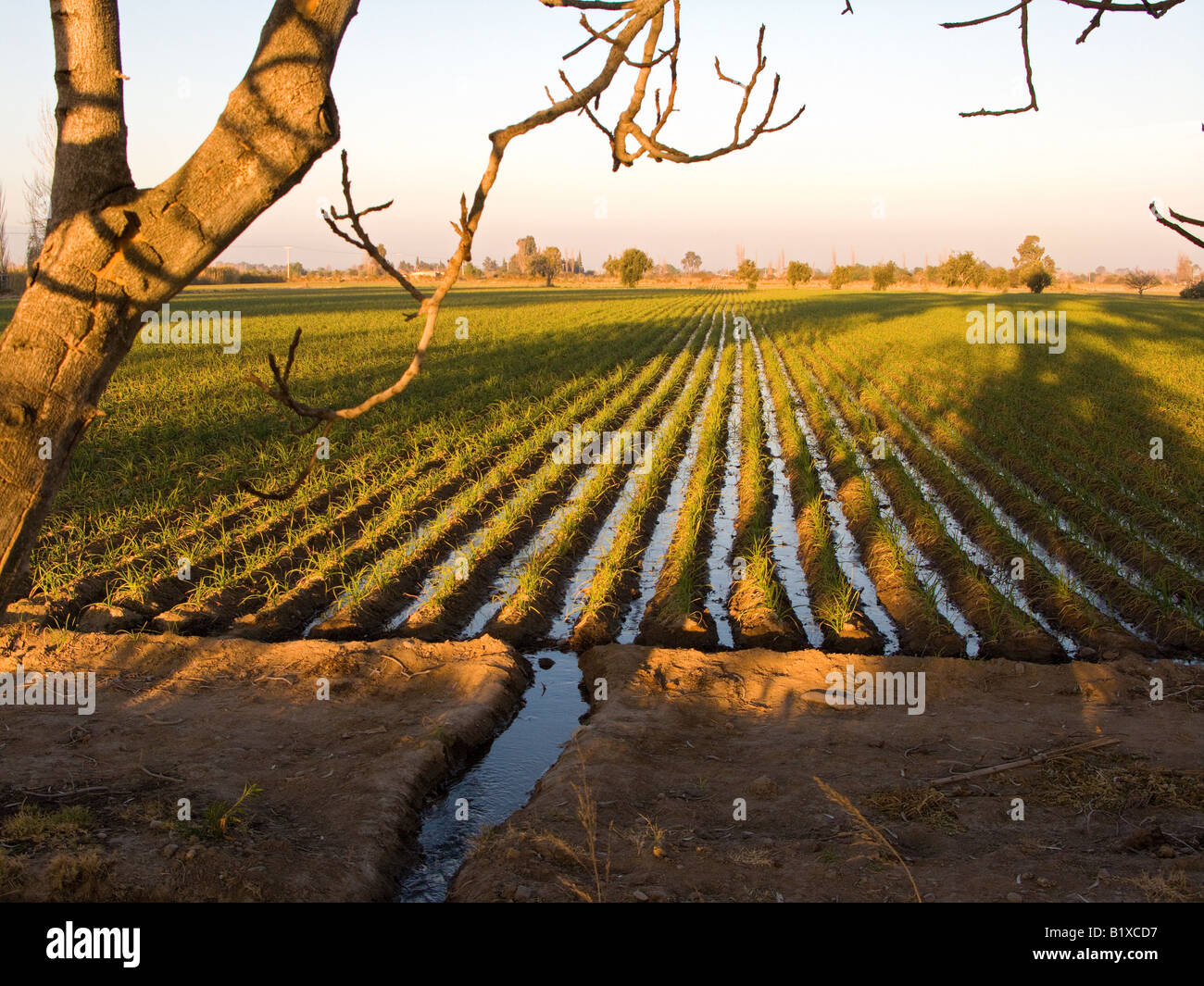 Irrigation in winter croplands in San Juan, Argentina Stock Photo