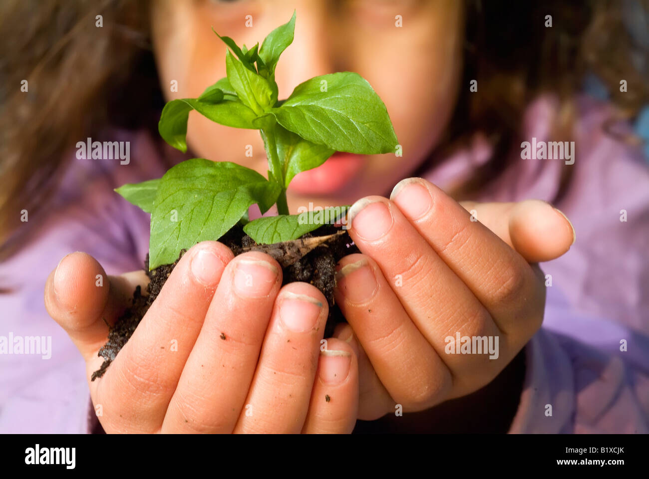 close up of little girls hands holding plant Stock Photo