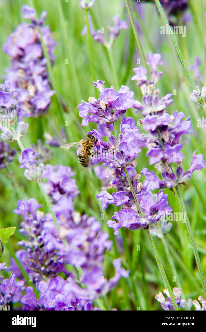 Lavender (hidcote lavandula angustifolia) and Honey Bee Stock Photo