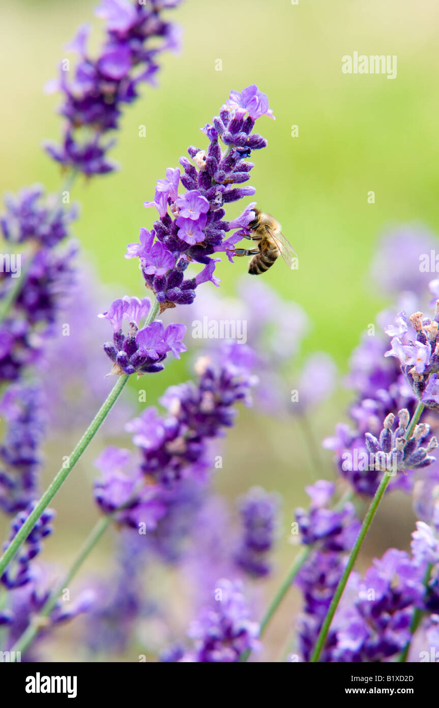 Lavender (hidcote lavandula angustifolia) and Honey Bee Stock Photo