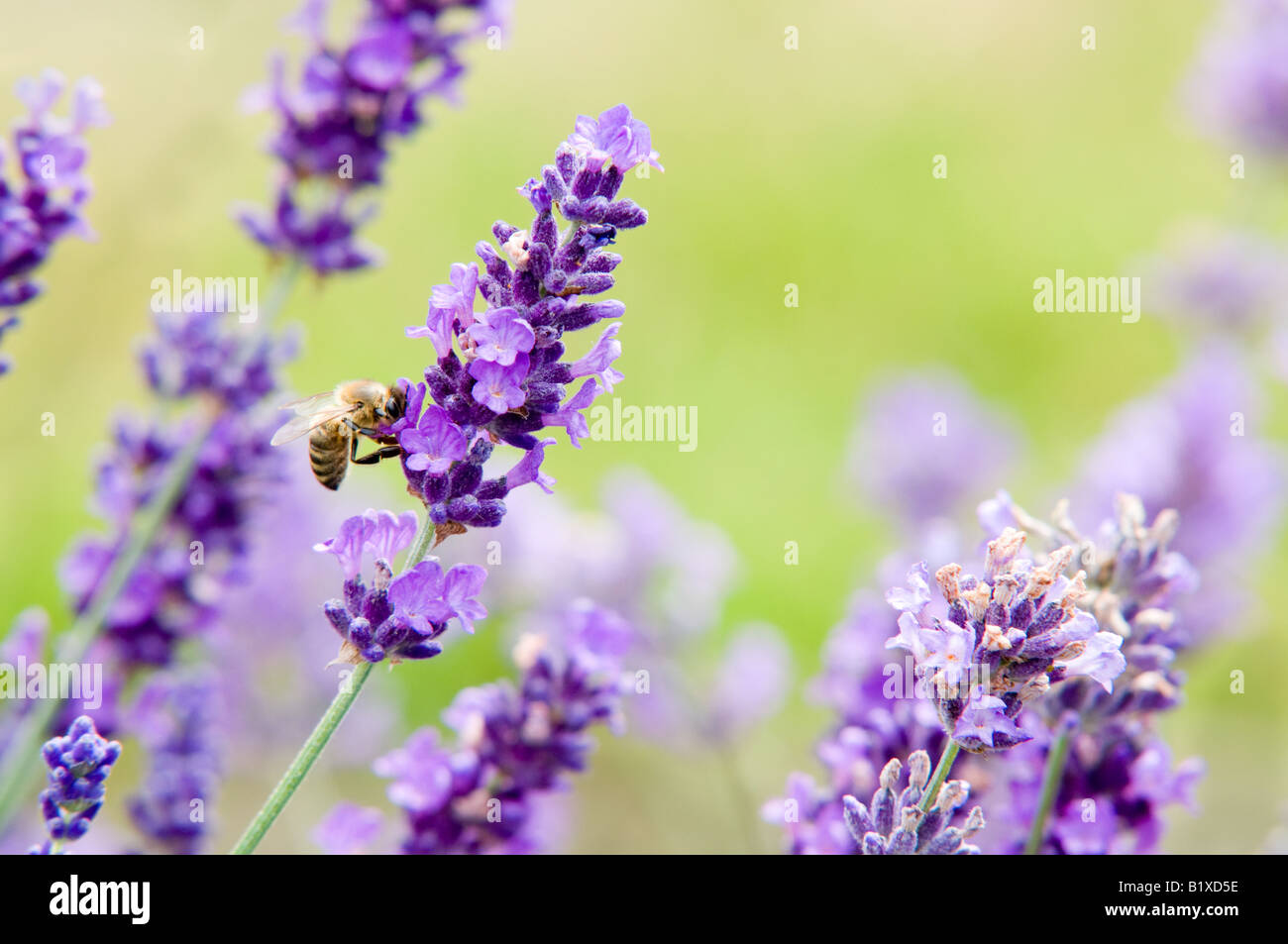 Honey Bee & Lavender (hidcote lavandula) Stock Photo