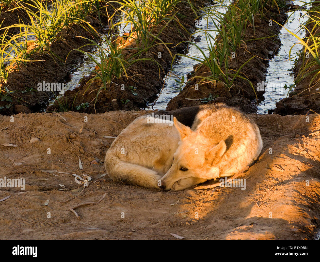Dog resting next to irrigation channels in a garlic cultivate Stock