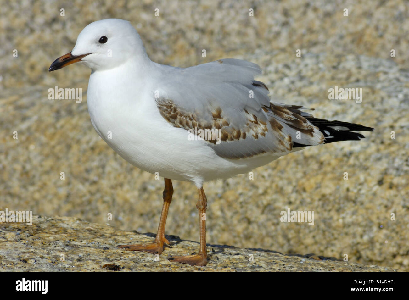 Juvenile silver gull hi-res stock photography and images - Alamy