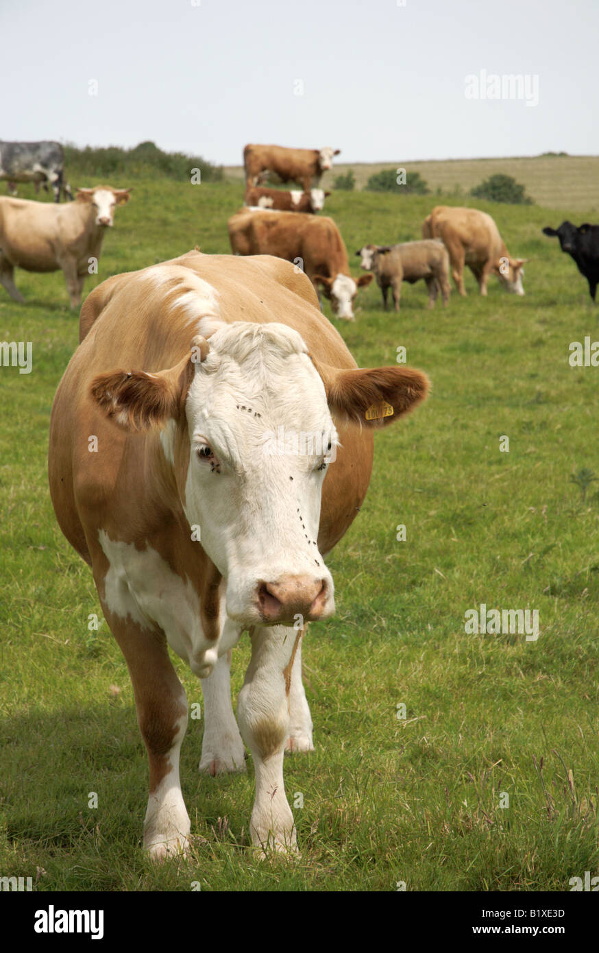 Herd of brown and white dairy cows in a field in the UK Stock Photo - Alamy