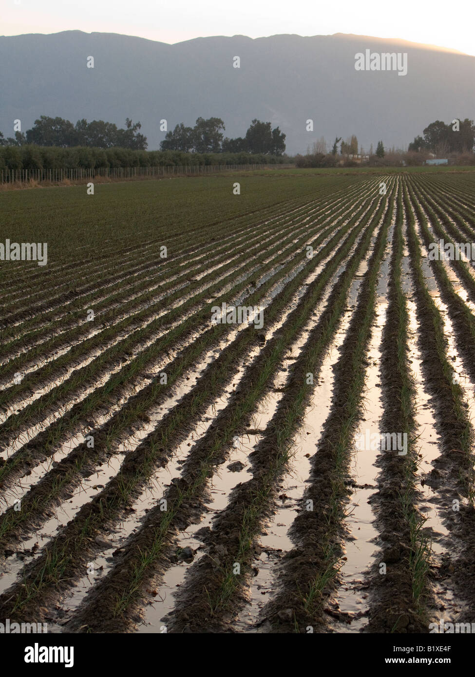 Irrigation in winter croplands in San Juan, Argentina Stock Photo