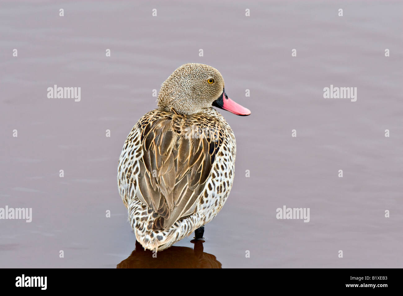 Cape Teal (Anas Cepensis), Serengeti National Park, Tanzania, Africa ...