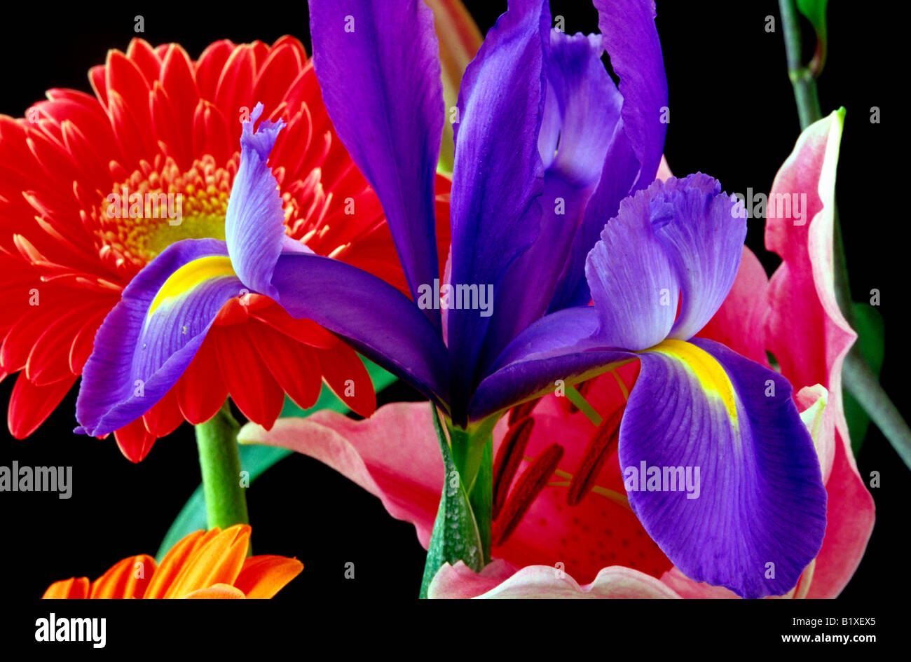 Purple Spanish iris Stock Photo Alamy