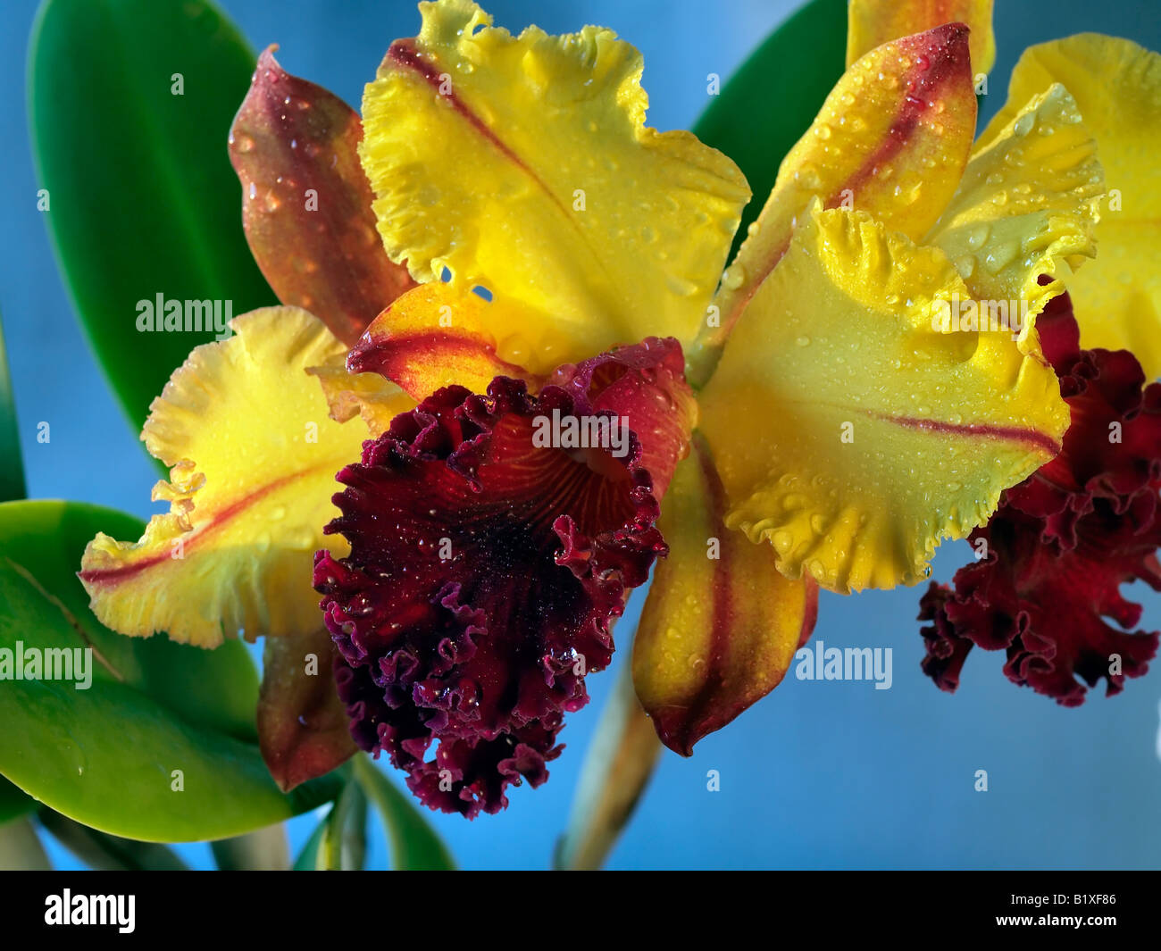 Cattleya orchid in an arrangement in front of backdrop Stock Photo
