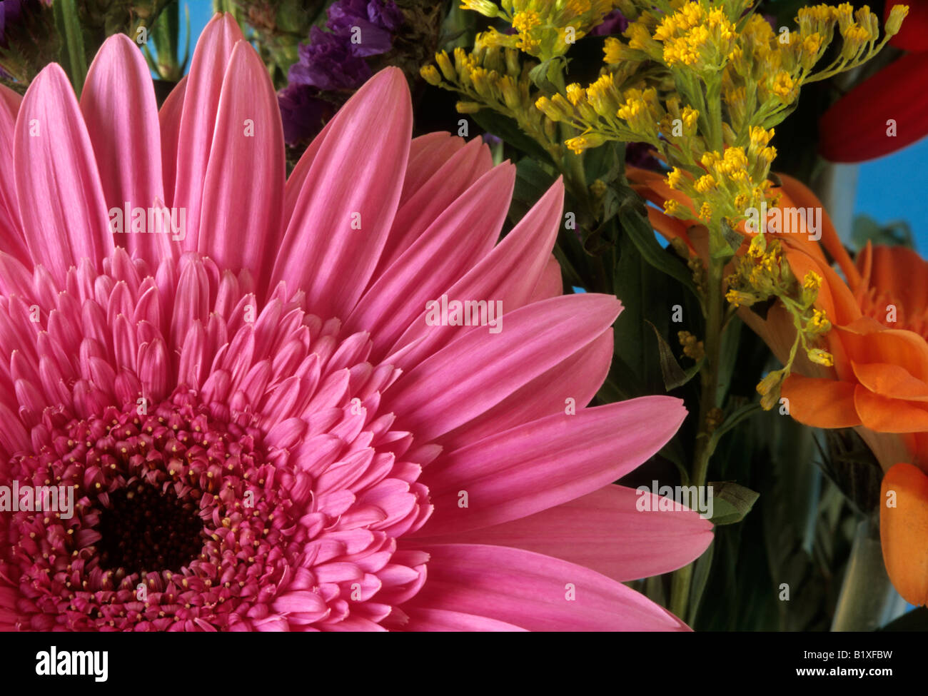 Barberton Daisy Stock Photo 18407869 Alamy