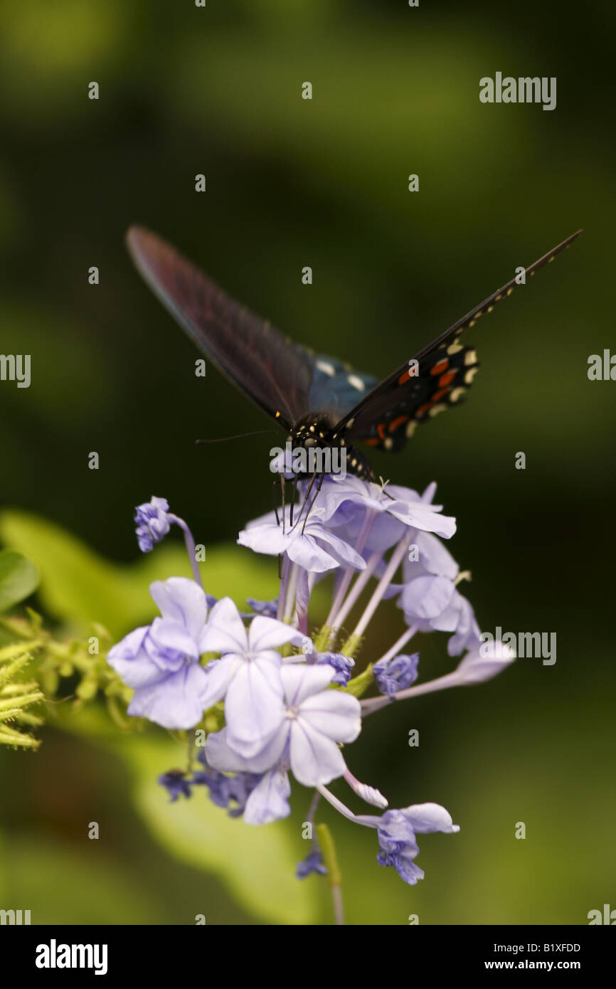 Black Swallowtail Butterfly (Papipio Polyxenes) Stock Photo