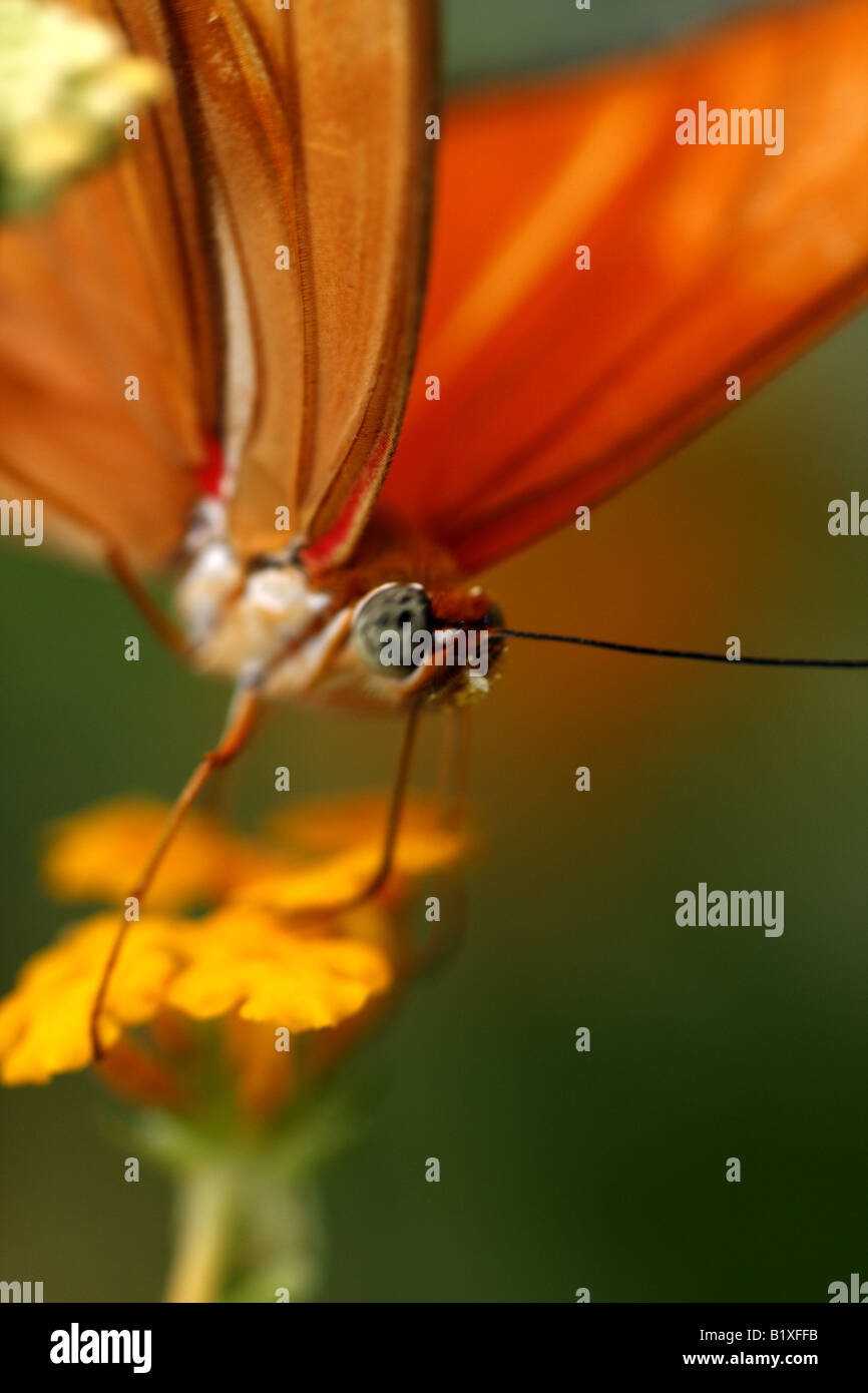 Julia Dryas Julia on flower feeding at the Bronx zoo Stock Photo - Alamy