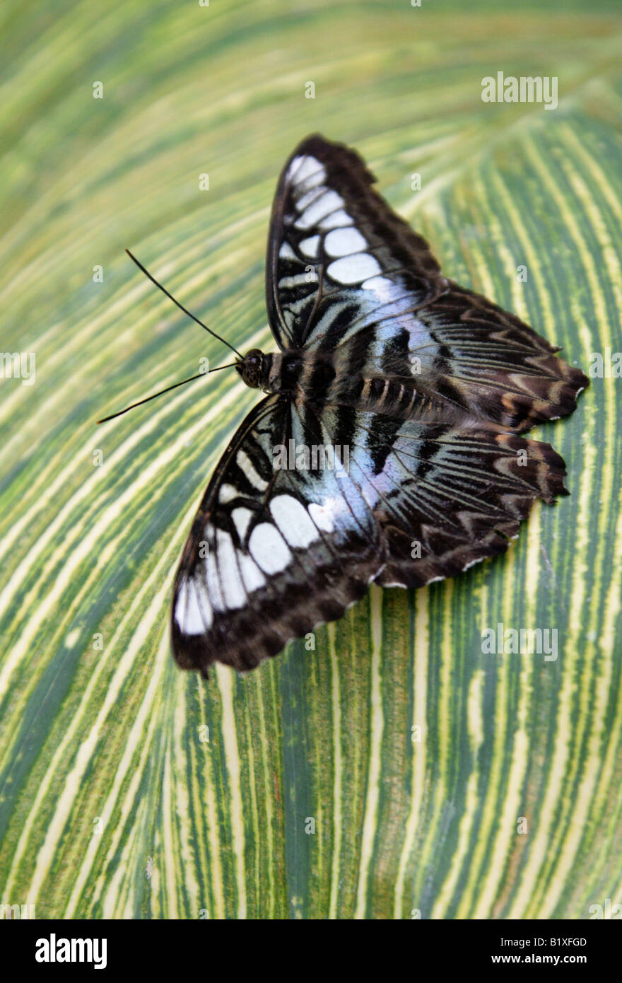 The Blue Clipper Butterfly, Parthenos sylvia lilacinus, Nymphalidae, South East Asia Stock Photo