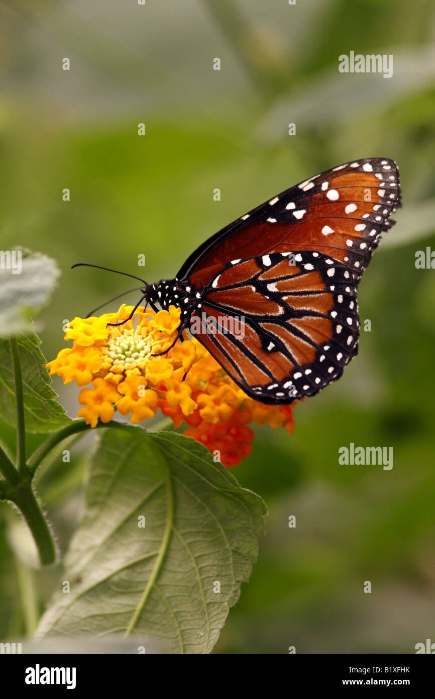 Monarch Butterfly Danaus Plexippus feeding on flower in garden at the ...