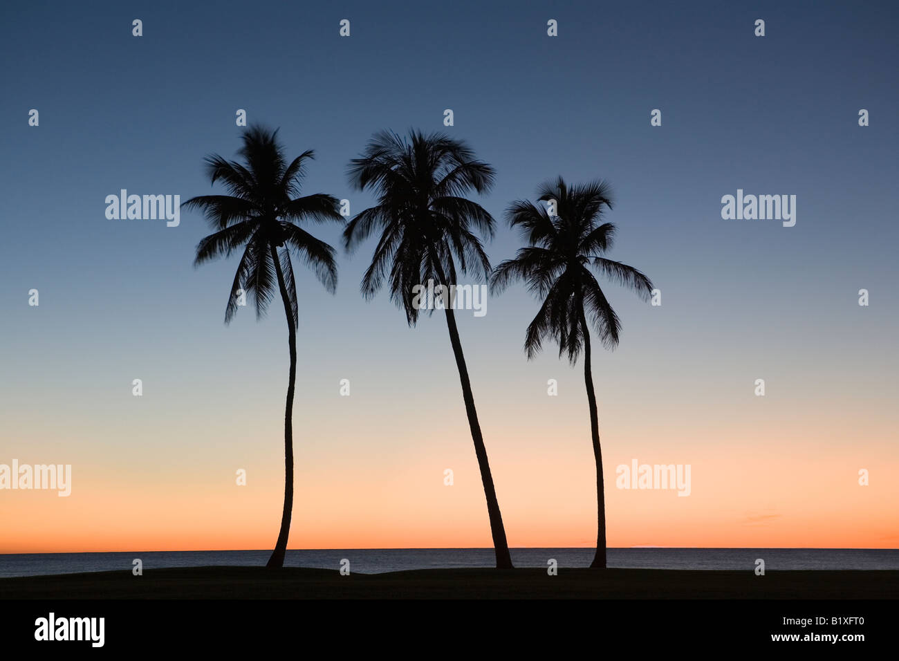 Silhouette of three palm trees on the beach Stock Photo - Alamy