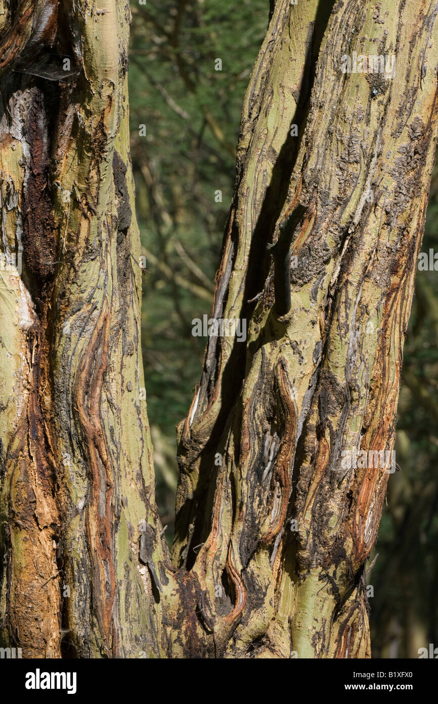 Yellow barked acacias trees Stock Photo