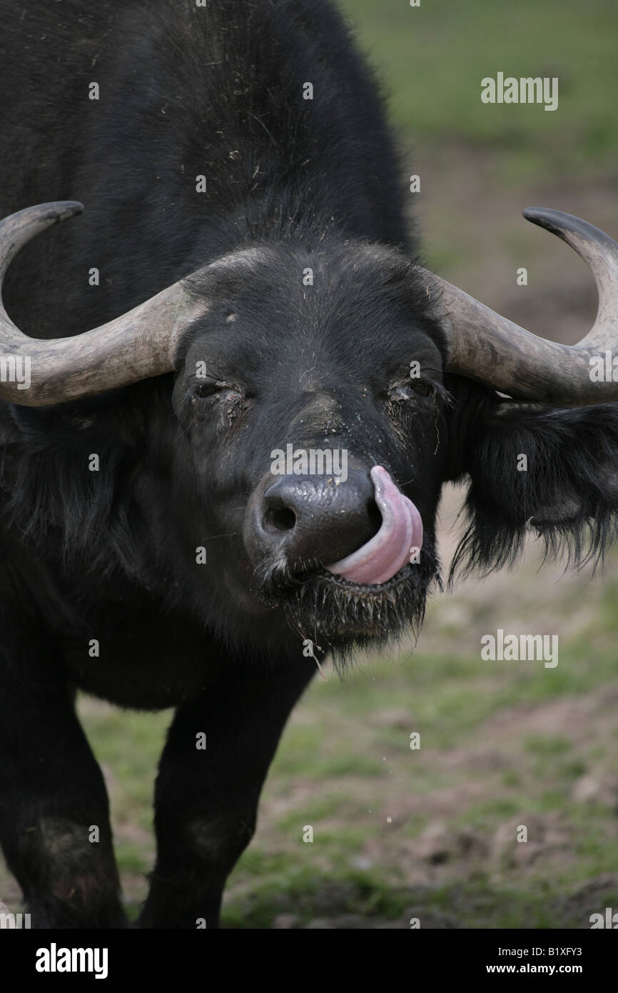Cape Buffalo Syncerus caffer Stock Photo - Alamy