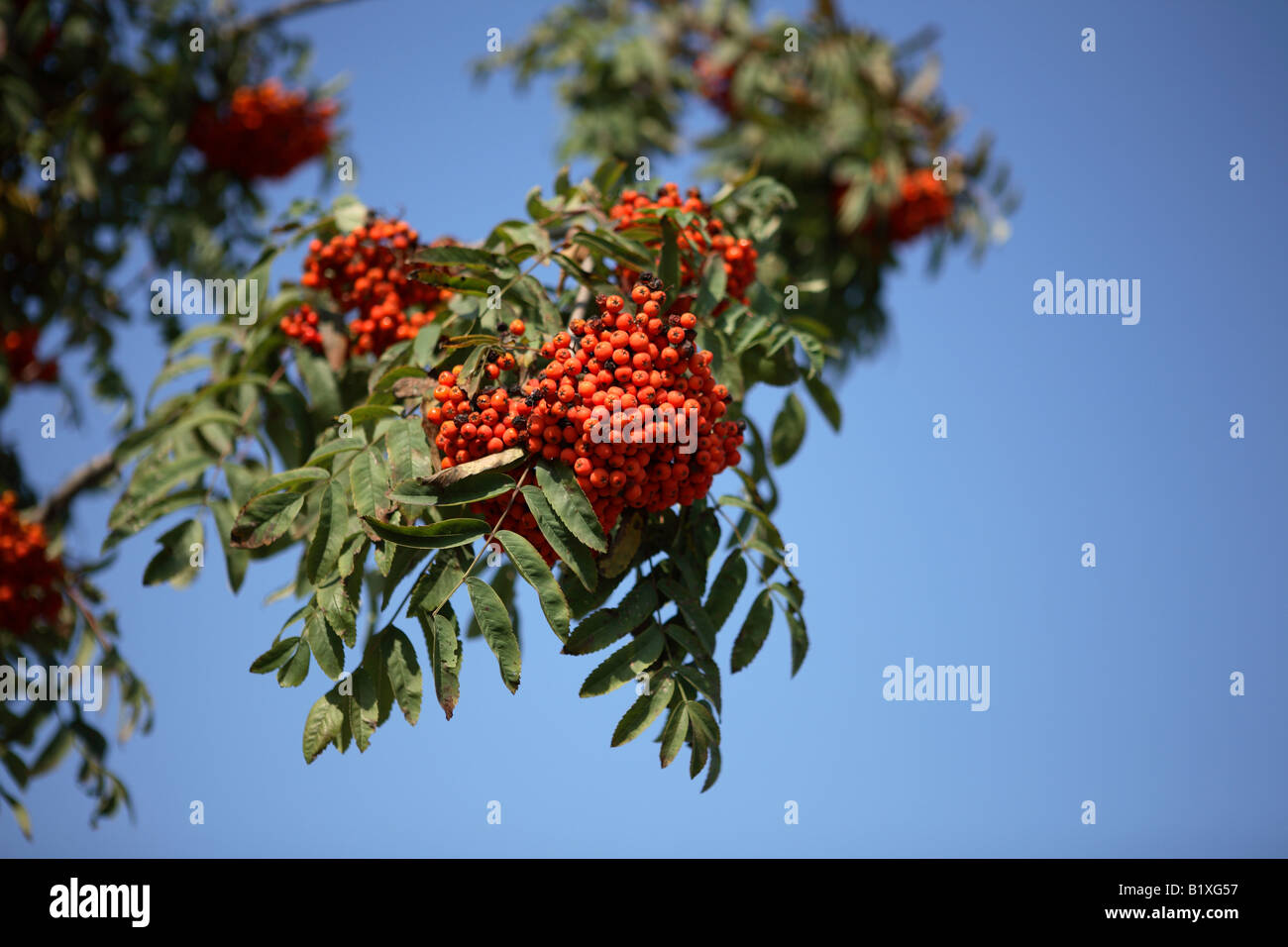 ashberry with leafs on sky background september Stock Photo