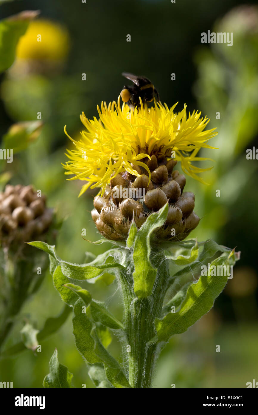 Armenian basket flower (Centaurea macrocephala Stock Photo - Alamy