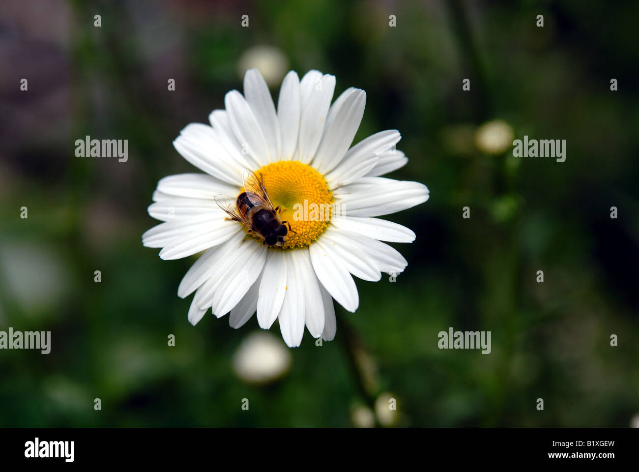 A healthy Honey Bee gathering pollen from daisy. These important pollinators are in serious decline worldwide. Stock Photo