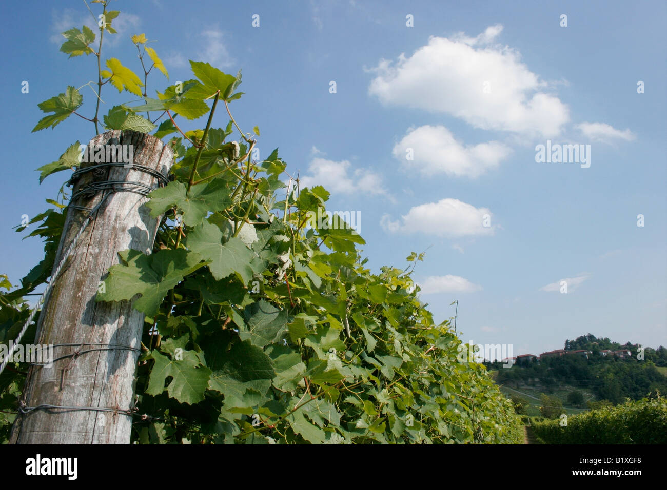 Vineyards rows in Monferrato.  Cocconato, Asti, Piemonte, Italy Stock Photo