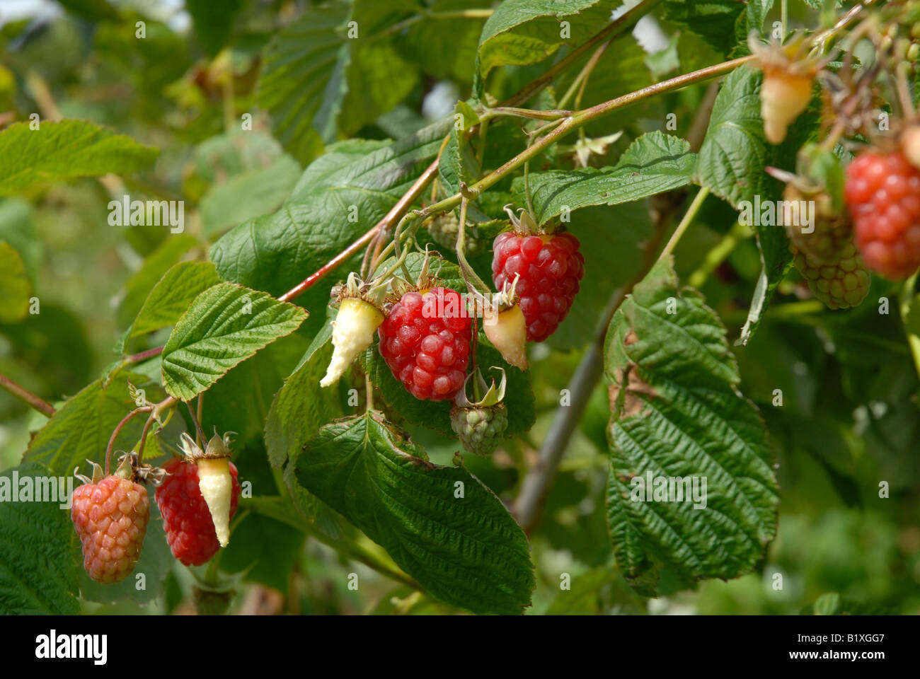 Growing your own fruit hi-res stock photography and images - Alamy