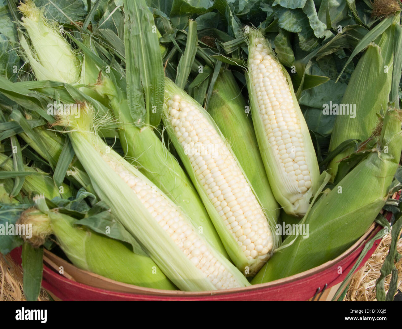 Bushel of corn hires stock photography and images Alamy