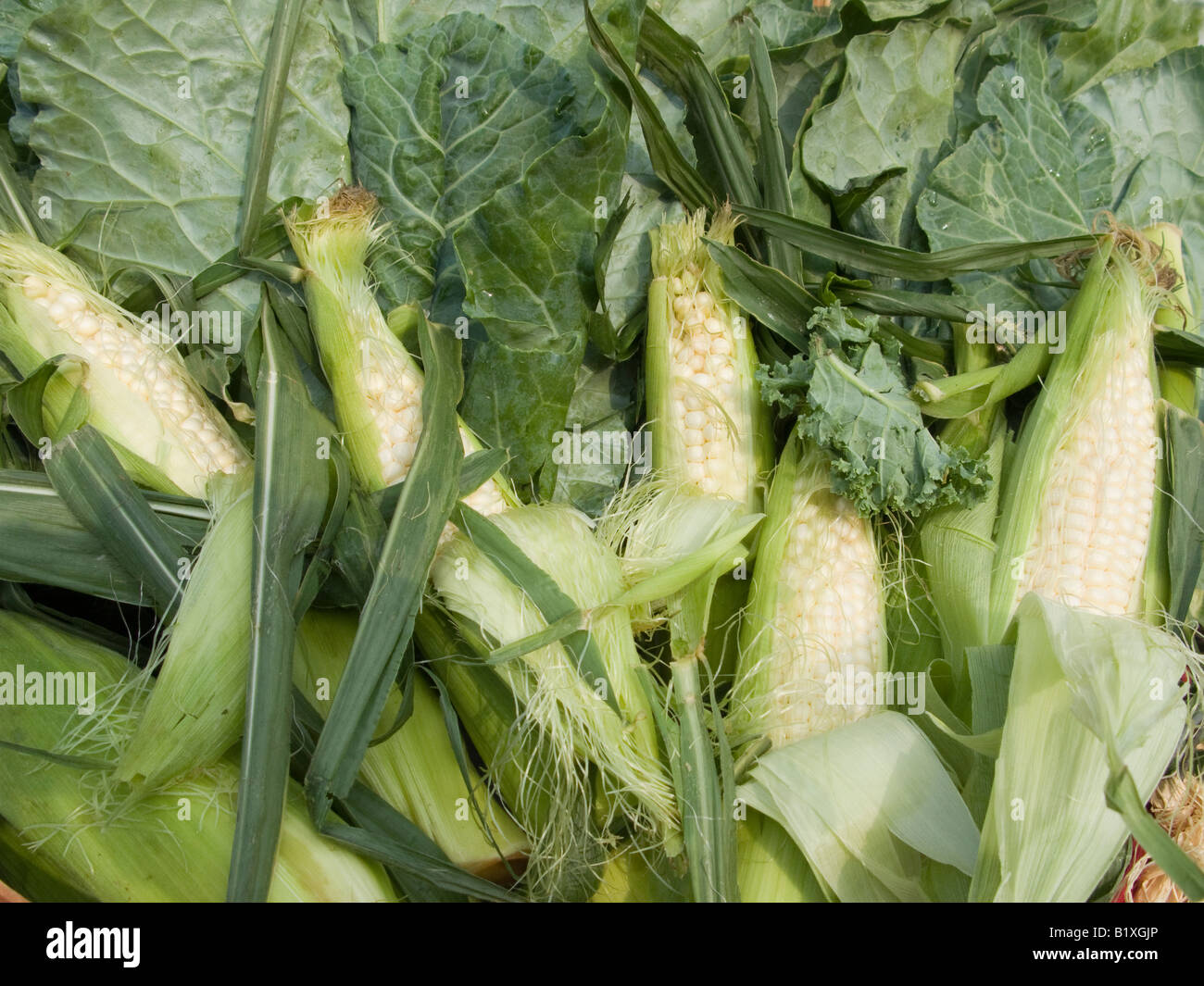 A bushel of fresh local corn Stock Photo Alamy