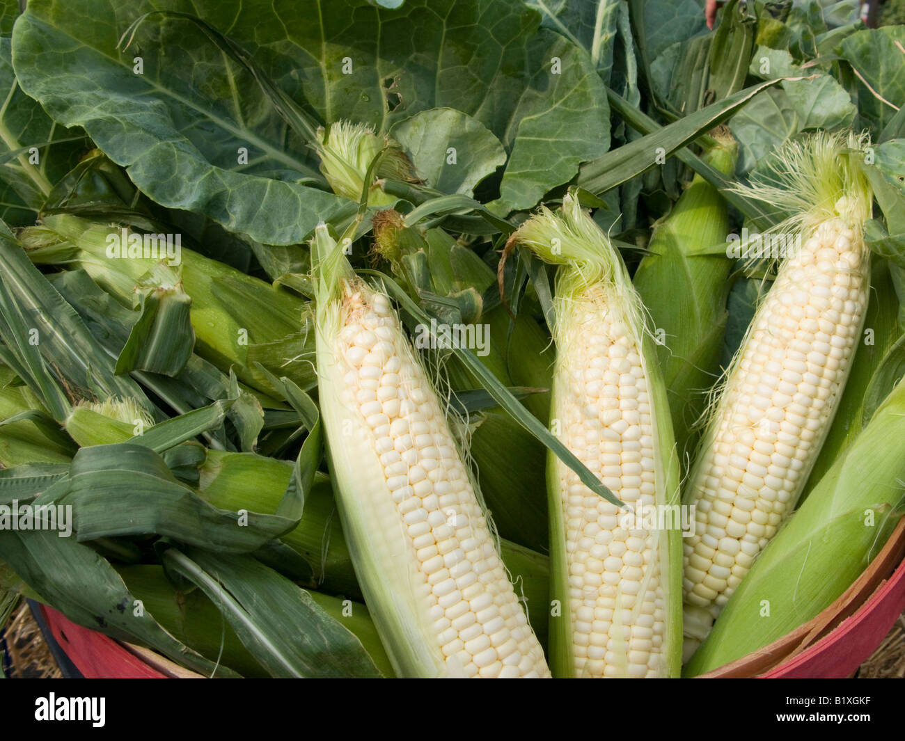 A bushel of fresh local corn Stock Photo Alamy
