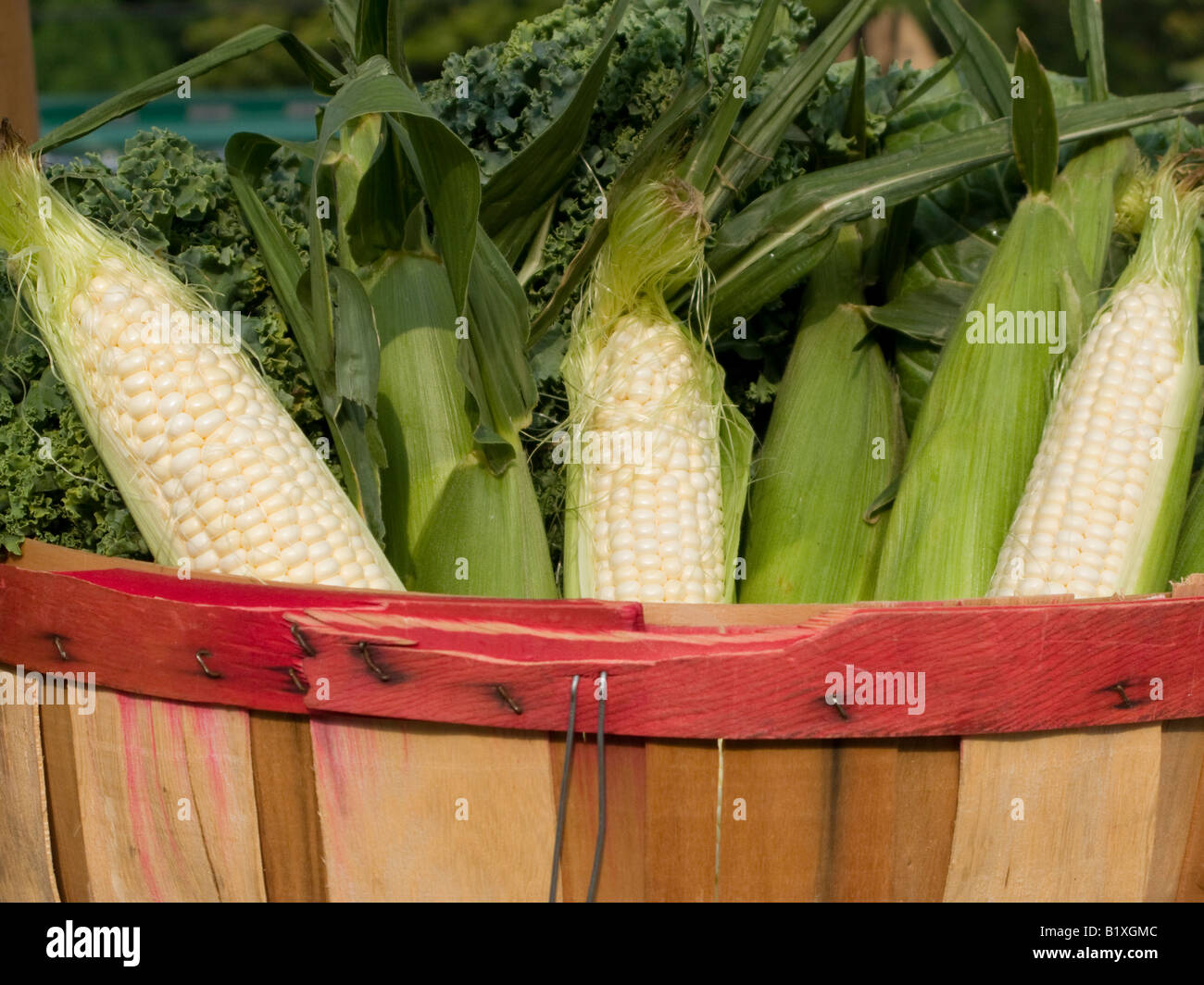 Bushel of corn hires stock photography and images Alamy
