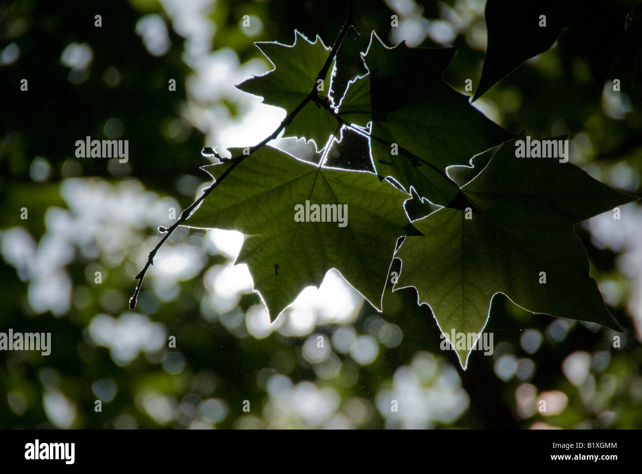 The leaves of a london plane outlined by sunshine Stock Photo