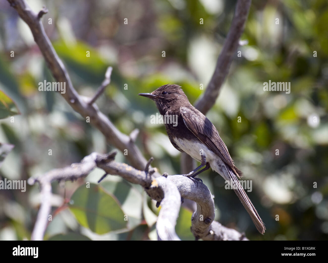Black Phoebe tyrant flycatcher perched on a tree branch Stock Photo - Alamy