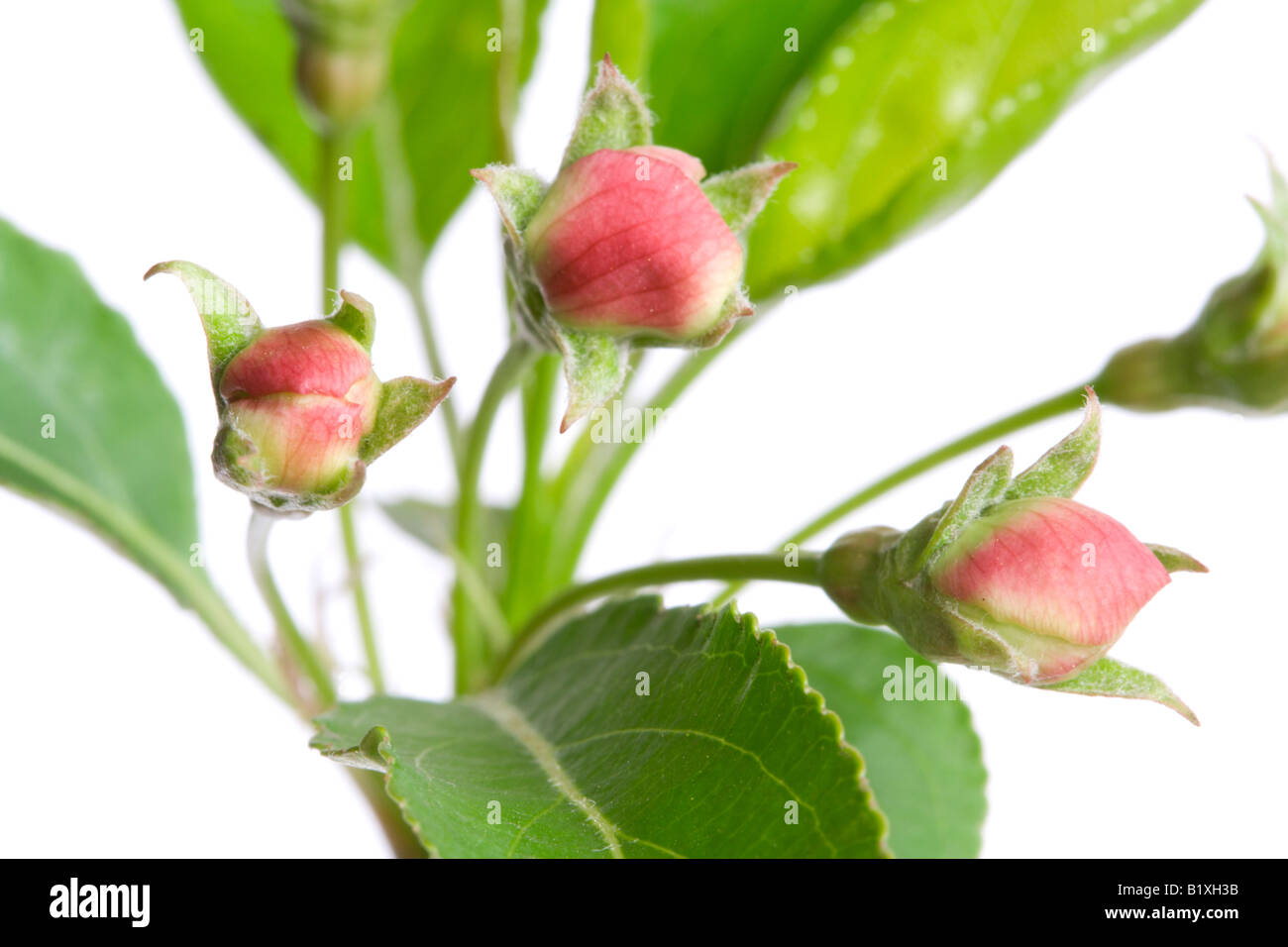 flower buds of apple isolated on white Useful as a element of design Stock Photo